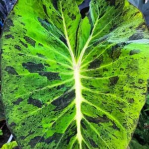 colocasia in vitro culture