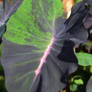 colocasia blood fallen in vitro culture