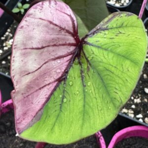 colocasia pharaohs pink fuchsia in vitro culture (copy)