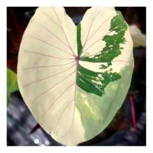 colocasia pink sapphire in vitro culture