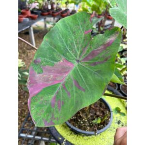 colocasia emerald galaxy in vitro culture (copy)